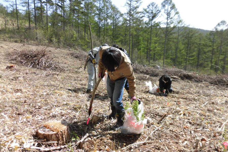 Tree planting (larch)